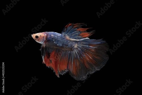 Half moon colourful betta or Thailand fighting fish on back blackground with clipping path.