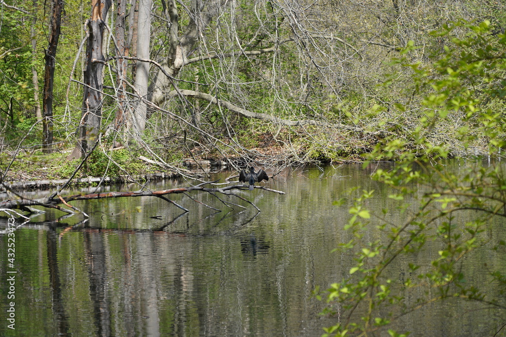 Sonnige Wasserlandschaft mit Kormoran auf einem Baumstamm im Frühling im Großen Tiergarten in Berlin Sonnige Wasserlandschaft mit Kormoran auf einem Baumstamm im Frühling im Großen Tiergarten in Berlin