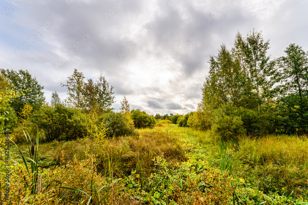 Wooded swampy terrain on a cloudy morning