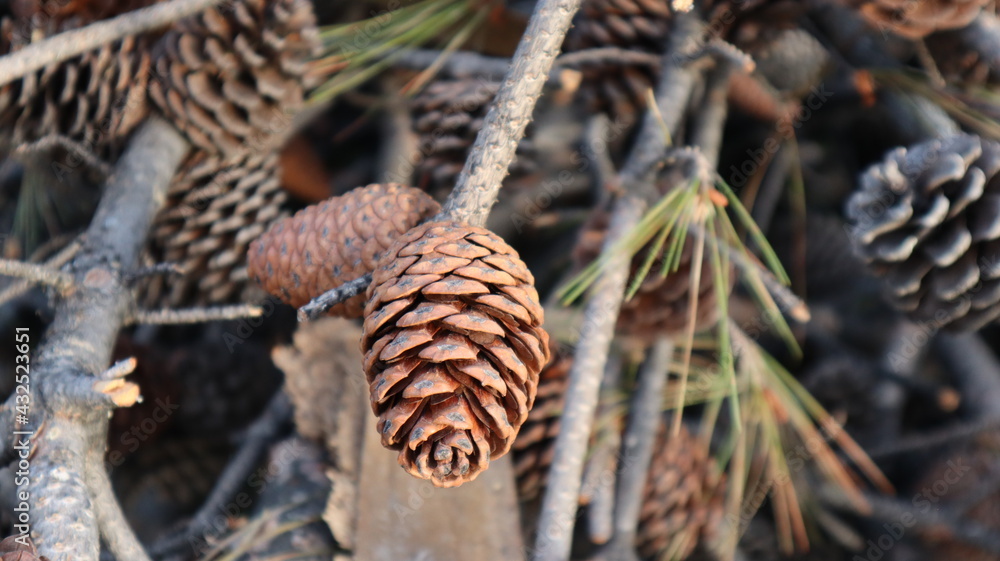 Natural Dry pine cones on the pine tree branch in the forest in a summer day. Brown nature background