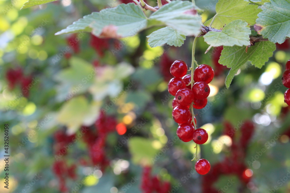 reife Johannisbeeren, Nahaufnahme reife Johannisbeeren, Nahaufnahme