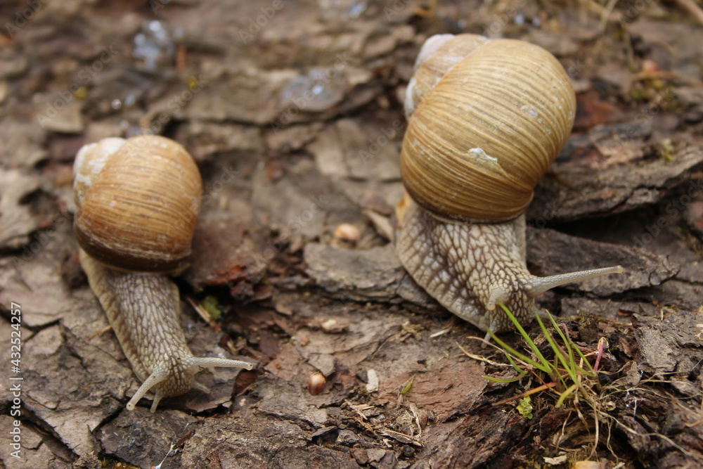 snails crawling up the trunk of a tree upside down snails crawling up the trunk of a tree upside down