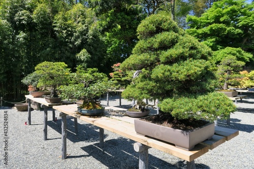 Bonsai trees lining up on the tables in Ibaraki, Japan. April 22, 2021.