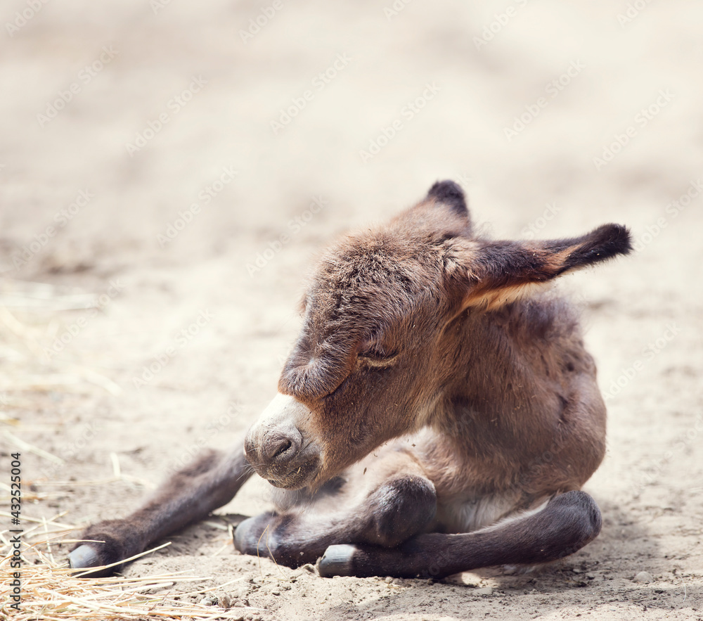 Fototapeta premium Young donkey mule