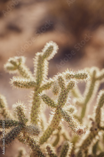 Closeup of a pencil cholla cactus (Cylindropuntia leptocaulis) in the Mojave Desert.