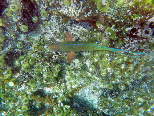 Parrot fish at Punta Espinoza, Fernandina Island, Galapagos, Ecuador photo