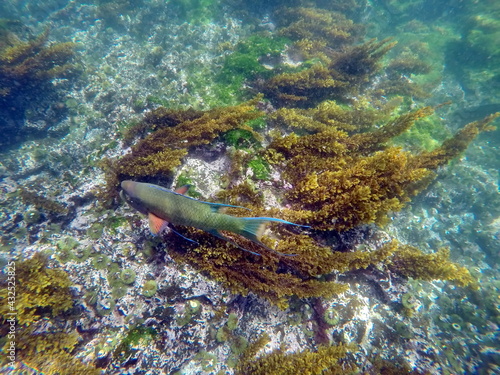 Parrot fish swimming above seaweed at Punta Espinoza, Fernandina Island, Galapagos, Ecuador photo