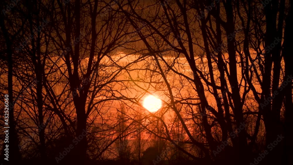 Sun setting on the horizon, sunset through trees in a forest Sun setting on the horizon, sunset through trees in a forest
