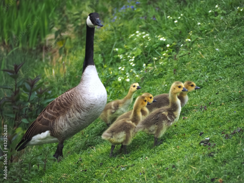 Cute canadian geese, family with newborn baby goslings on a meadow Cute canadian geese, family with newborn baby goslings on a meadow