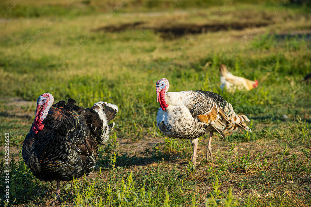 Turkeys and chickens graze in a meadow in the countryside. Turkeys and chickens graze in a meadow in the countryside.