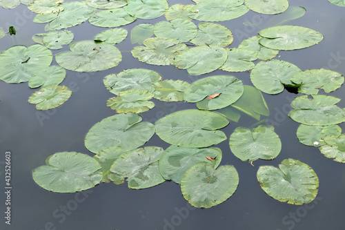 Photographie Nénuphars sur un étang en gros plan