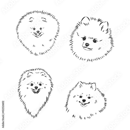 vector spitz dog sketch. spitz vector sketch