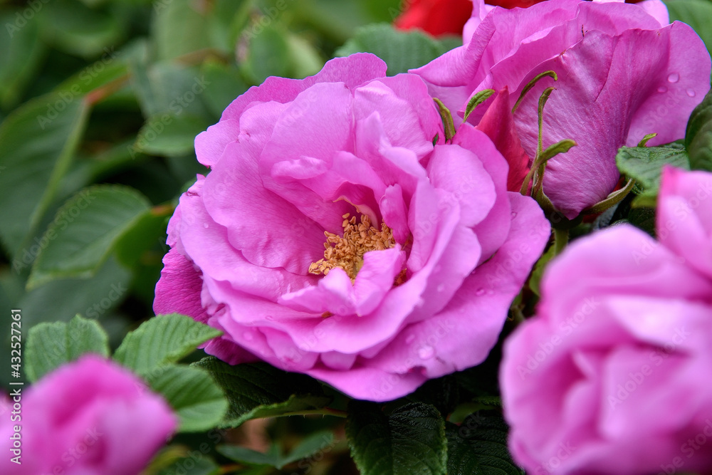 Obraz premium Purple rose in the spring between the leaves
