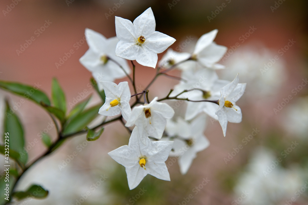 white and yellow flowers of a tree