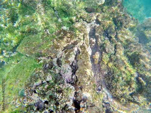 Black fish at Punta Espinoza, Fernandina Island, Galapagos, Ecuador photo