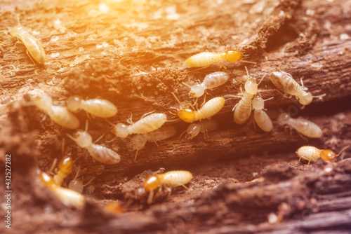 Close up termites or white ants