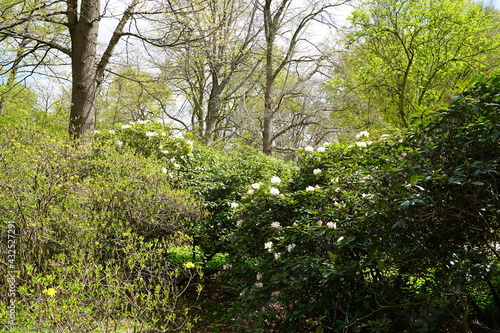 Fototapeta Naklejka Na Ścianę i Meble -  Weiß blühender Rhododendron bei Sonnenschein im Großen Tiergarten in Berlin