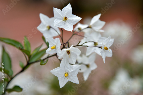 white and yellow flowers of a tree