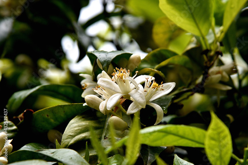 Inflorescence of orange plant	
