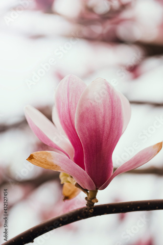 Beautiful purple magnolia flowers in the spring season on the magnolia tree. Pink bloom.  © Alina Zakovyrko