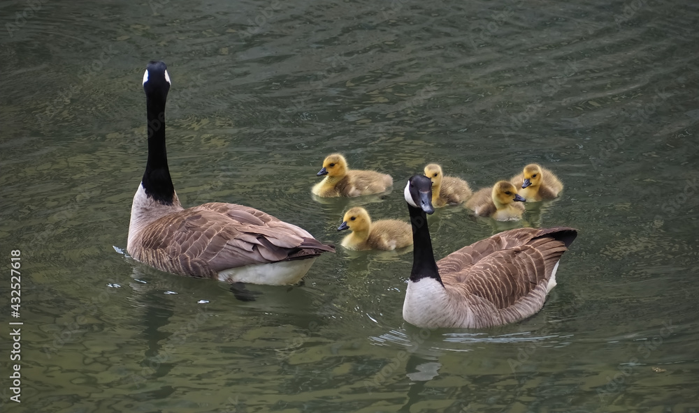 Obraz premium Cute canadian geese, family with newborn baby goslings swimming in the water