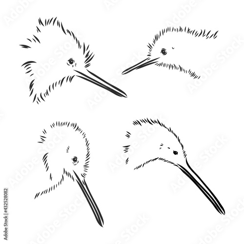 hand drawn, sketch, cartoon illustration of kiwi