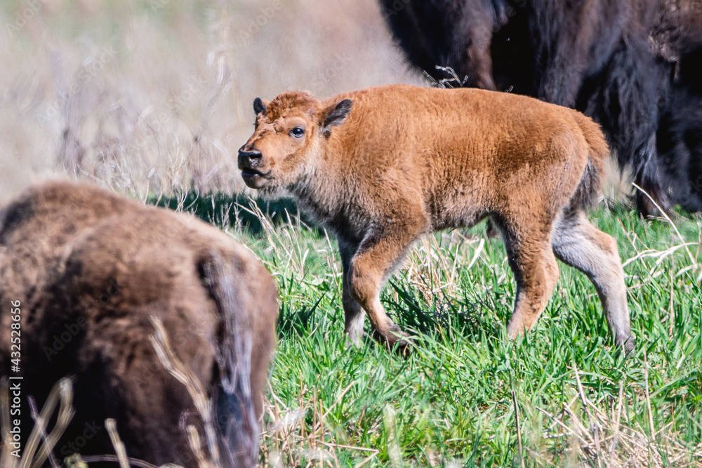 Naklejka premium Creek at spring time