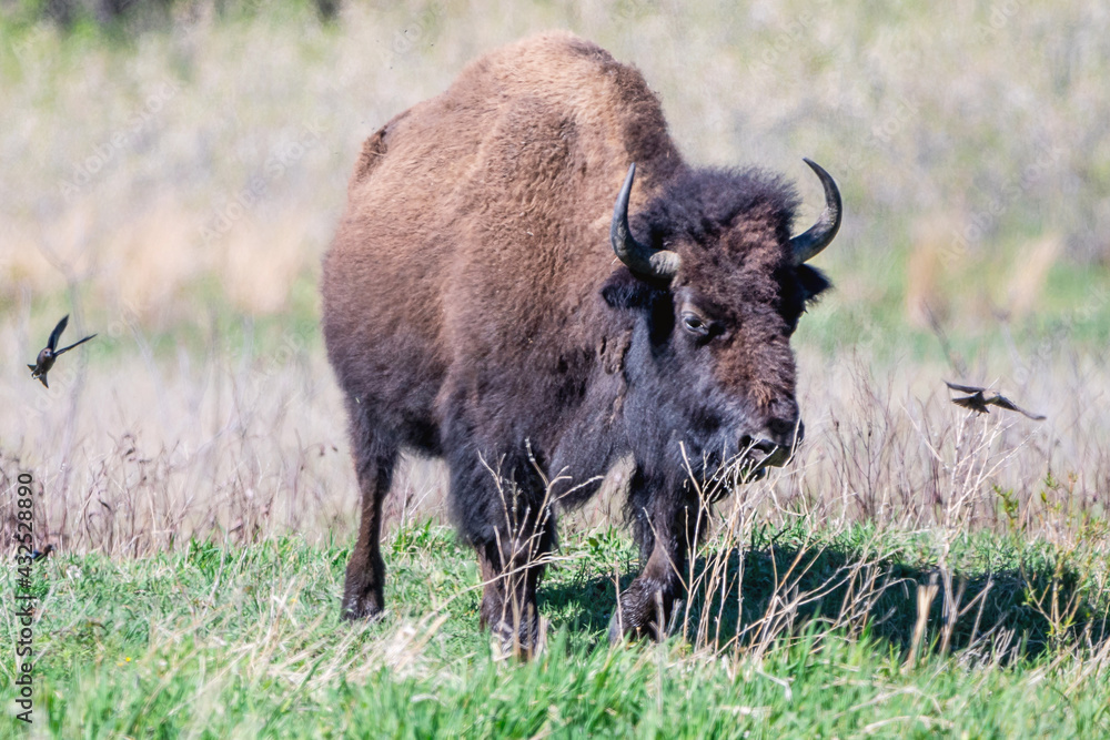 A close portrait of American Bison during spring time A close portrait of American Bison during spring time
