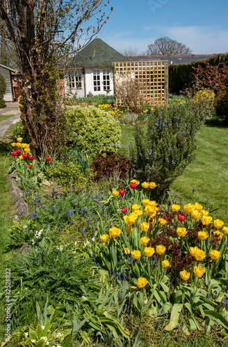 Hampshire, southern England, UK. 2021. Yellow and red Tulips in bloom early Spring in an English country garden.