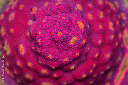 Fototapeta Naklejka Na Ścianę i Meble -  Beautiful coral in reef aquarium tank. Macro shot. Selective focus.