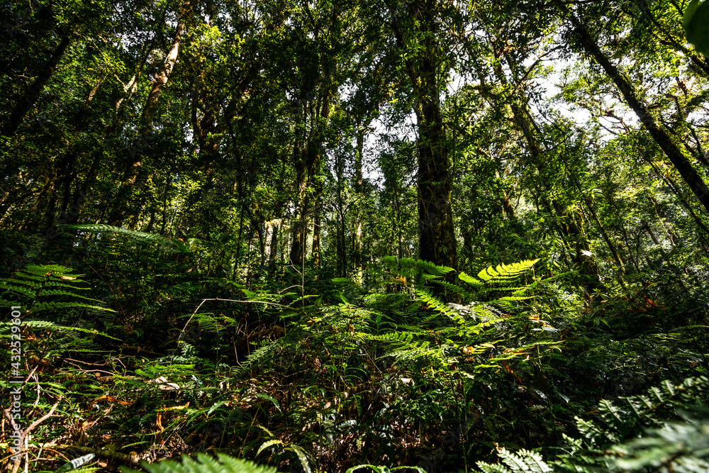 Fototapeta premium Abundance tropical forest tree with green leaves in the mountain.