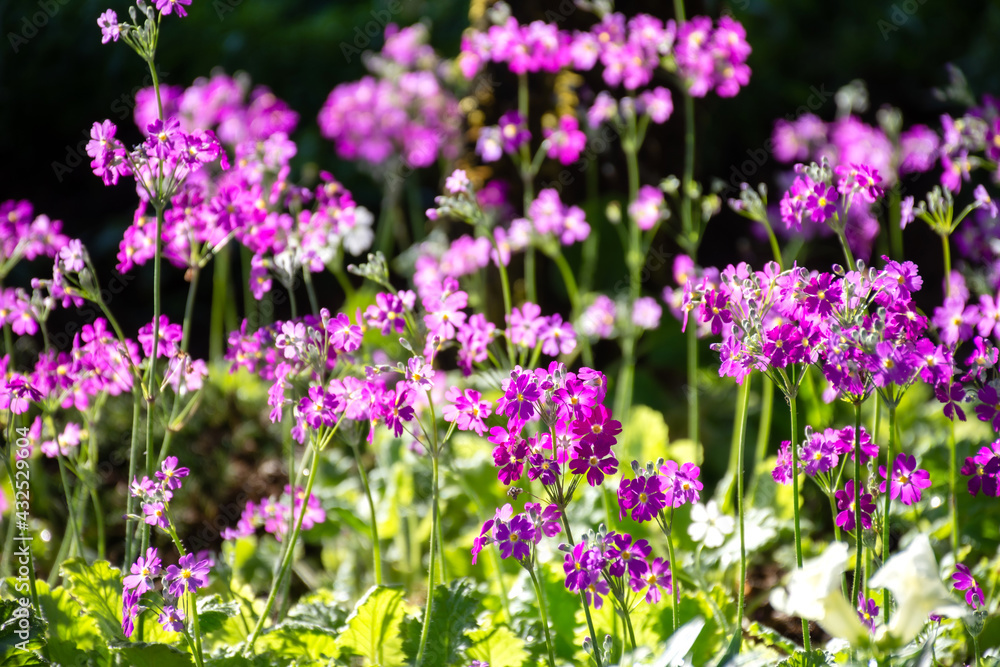 Purple flower in the garden field.