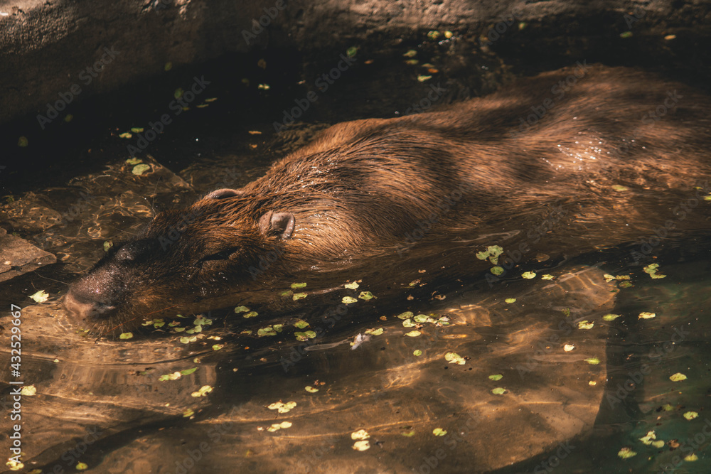 capybara swims in the water, captured animals capybara swims in the water, captured animals