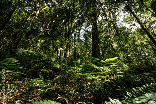 Abundance tropical forest tree with green leaves in the mountain.