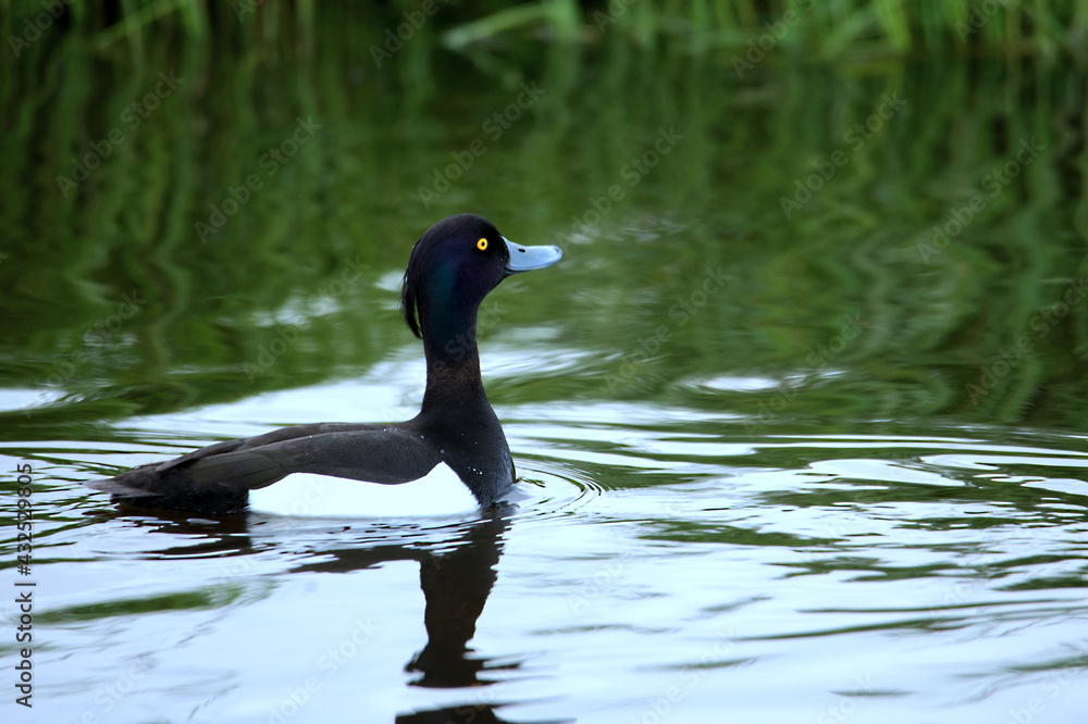 Reiherente (Aythya fuligula) Reiherente (Aythya fuligula)