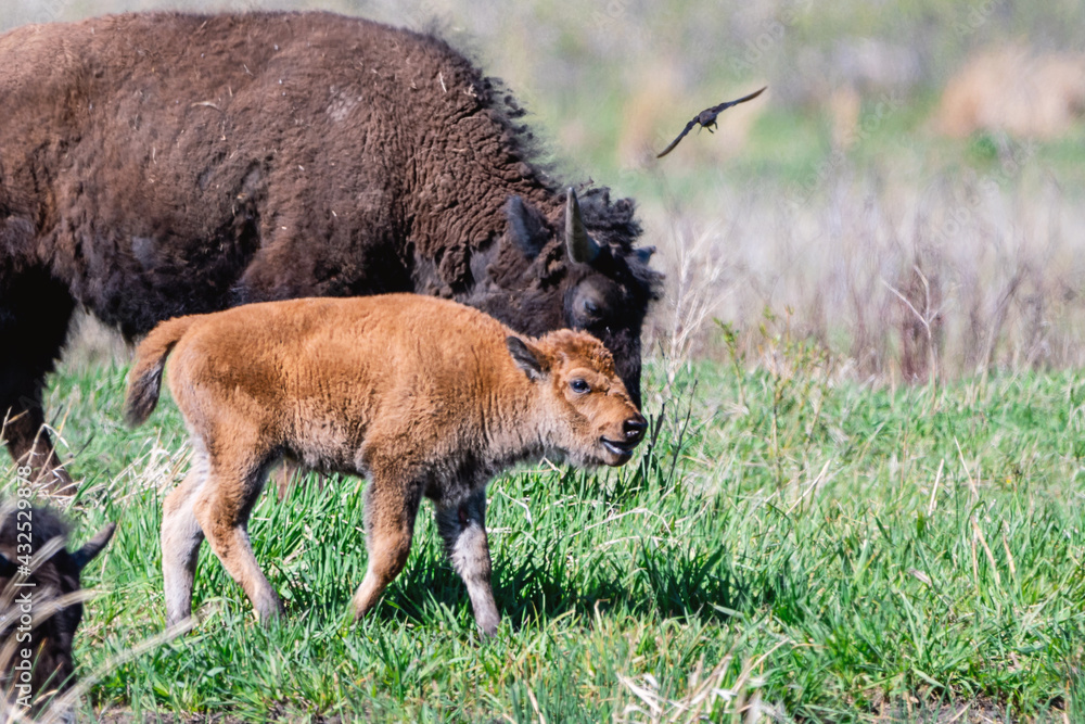 An American bison calf is enjoying a sunny day An American bison calf is enjoying a sunny day