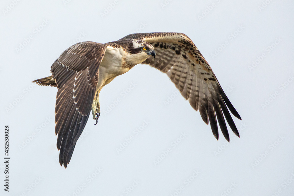 Osprey in flight in natural habitat Osprey in flight in natural habitat