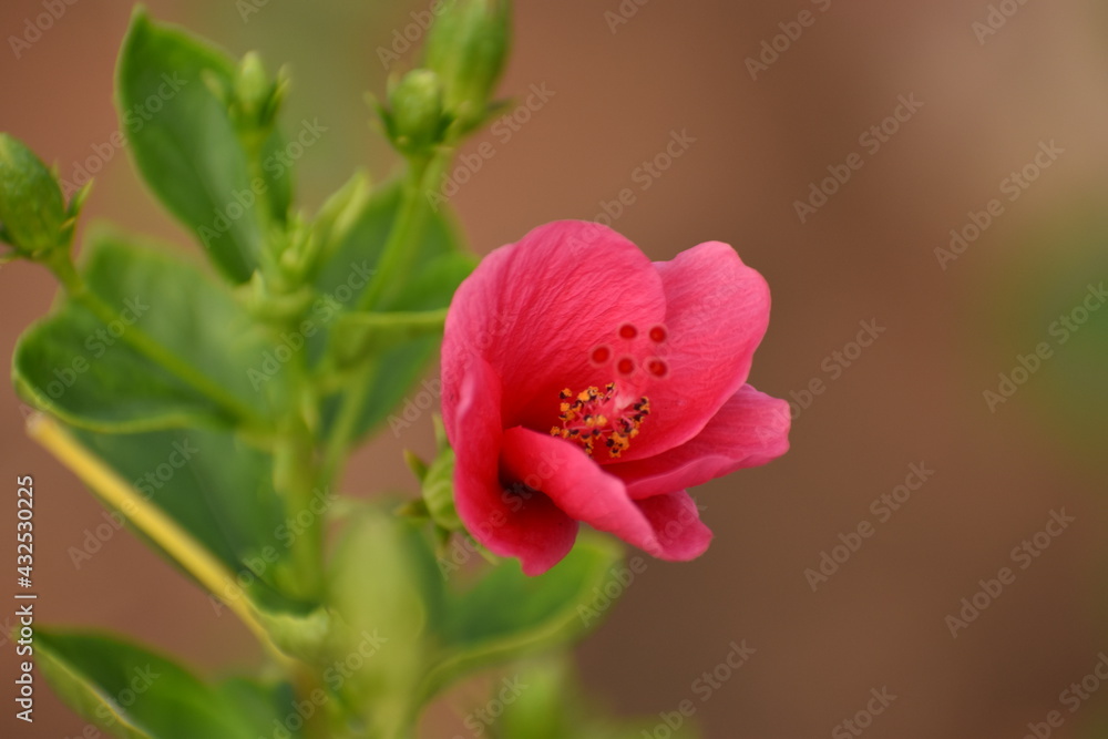 hibiscus flower is look beautiful and it good for health. hibiscus flower is look beautiful and it good for health.