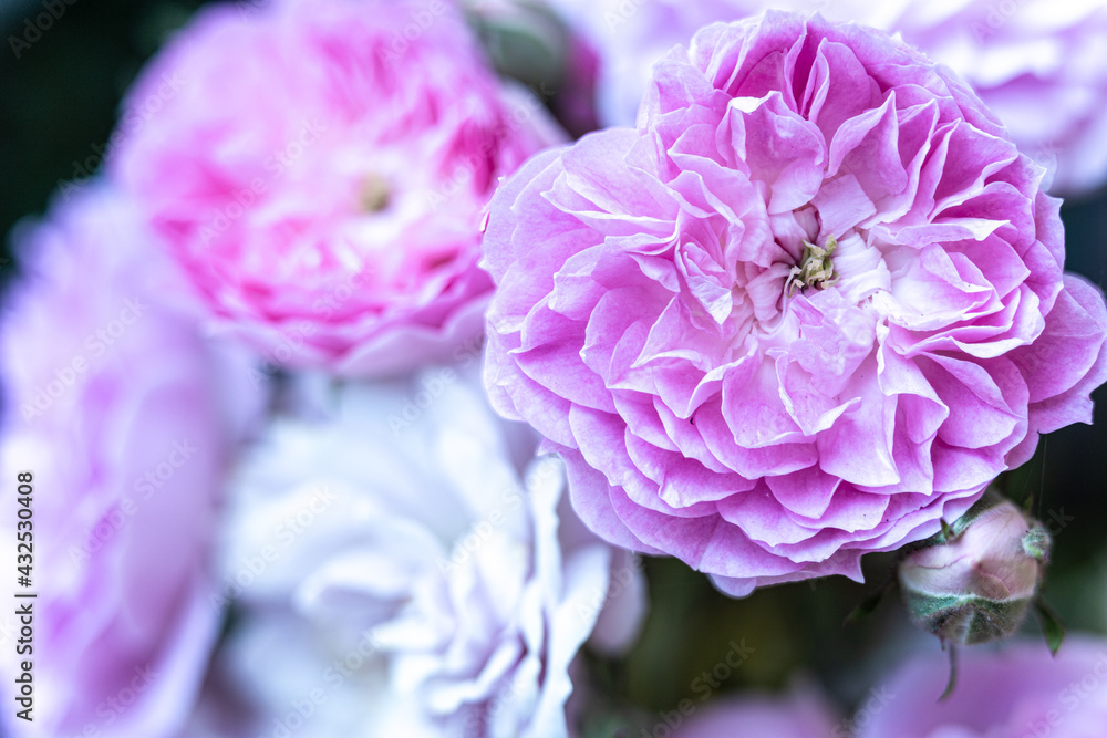 the magenta roses the magenta roses
