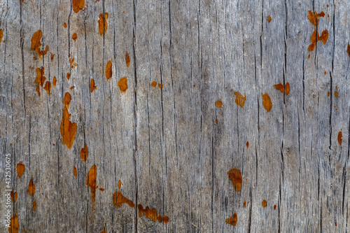 old gray wood macro texture with rusted spots photo