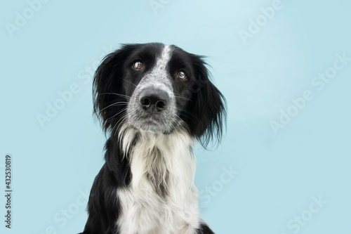 Attentive and listening border collie dog tilting head side. Isolated on blue colored background © Sandra