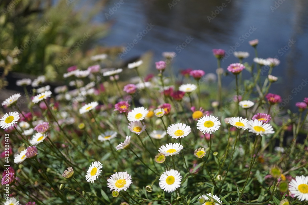 初夏の日差しと、透き通った湧き水と草花