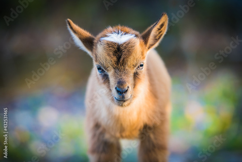 Baby pygmy goat baby; close up of brown kid with soft defocused background