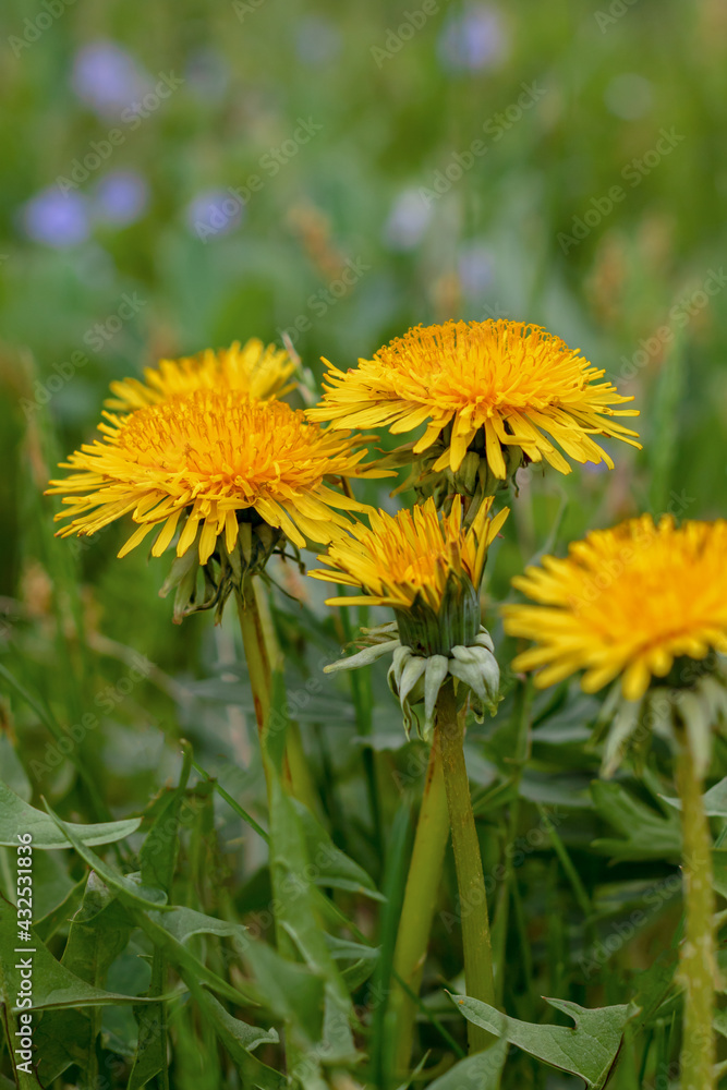 Selective focus to yellow dandelions flowers in the grass. Selective focus to yellow dandelions flowers in the grass.
