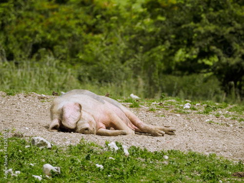 Solitary pig on a free range farm in the UK sleeping on a bare patch of ground bathing in the sun on a warm summer day. © Nigel Burley