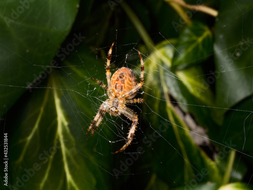 Solitary garden spider (araneus diadematus) building a web amongst ivy leaves in a garden.