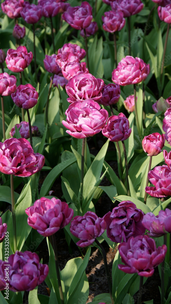 Keukenhof, Netherlands, April 2011: Close up of a beautiful tulips flowerbed in a spring sunny day. Keukenhof, Netherlands, April 2011: Close up of a beautiful tulips flowerbed in a spring sunny day.