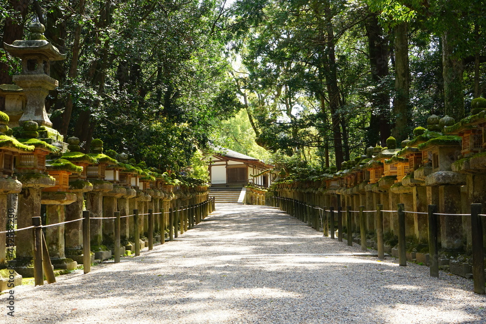 Pathway along stone lantern towards Kasugataisha Shrine in Nara prefecture, Japan - 日本 奈良 春日大社 参道 石燈篭 Pathway along stone lantern towards Kasugataisha Shrine in Nara prefecture, Japan - 日本 奈良 春日大社 参道 石燈篭
