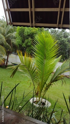 tropical garden with trees