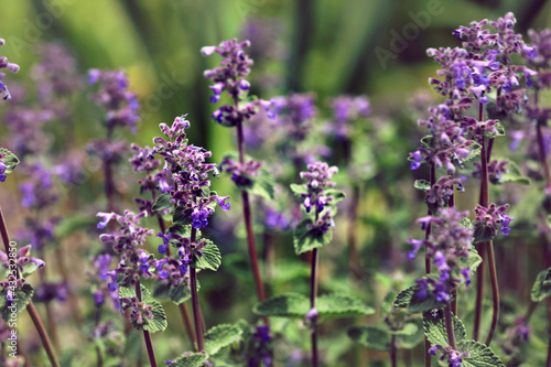 Catnip Nepeta purple flower in the rock garden